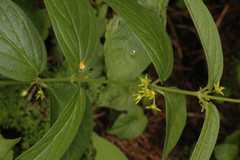 Vincetoxicum hirundinaria